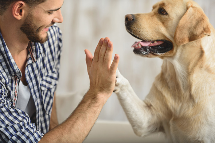 Animal-assisted therapy
